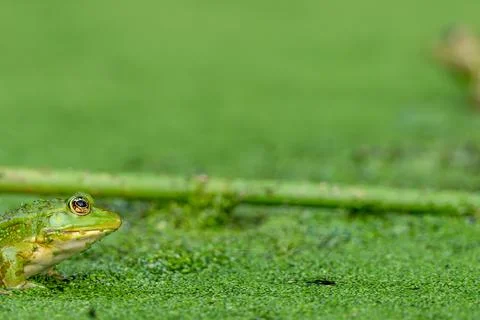 Frog resting in water. Pool frog sitting. Pelophylax lessonae. European frog. Stock Photos
