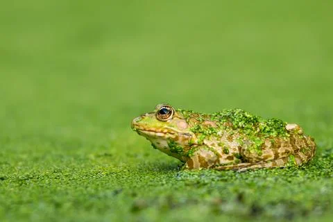 Frog resting in water. Pool frog sitting. Pelophylax lessonae. European frog. Stock Photos