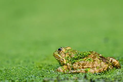 Frog resting in water. Pool frog sitting. Pelophylax lessonae. European frog. Stock Photos