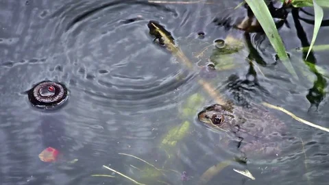 A frog resting in the water while it is raining in the Botanical garden. Stock Footage 69814628