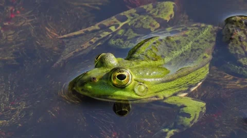 A frog resting on the water while listening to the quacking of frogs natural  Stock Footage 334679981