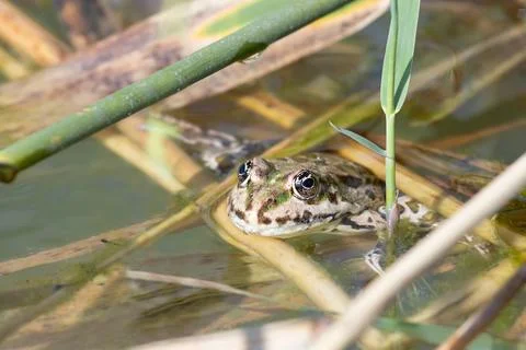 The frog is resting in the water,put its head with big eyes on the reed lea.. Stock Photos