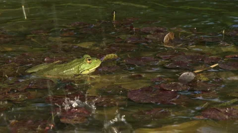 Frog rests Stock Footage 3416910