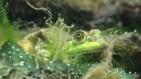 Frog on river bottom turns to face camera Stock Footage 79319146