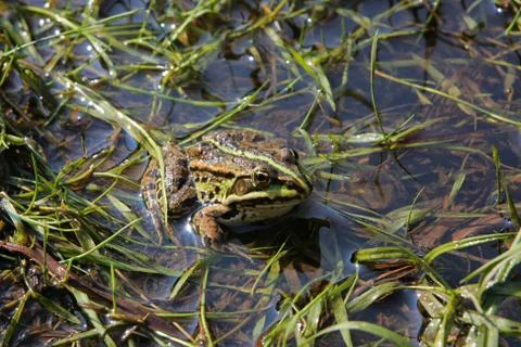 Frog in river Stock Photos