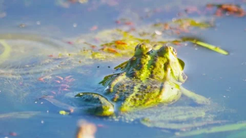 Frog in the river, rear view, close-up Stock Footage 100104864
