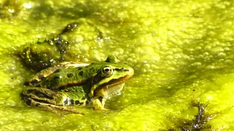 Frog in riverplants Stock Footage 88957560