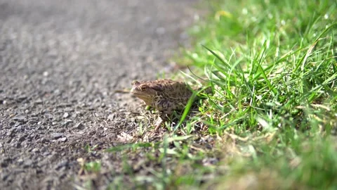 Frog on the road 스톡 동영상 236819342