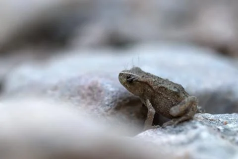 Frog in the road Stockfoto's