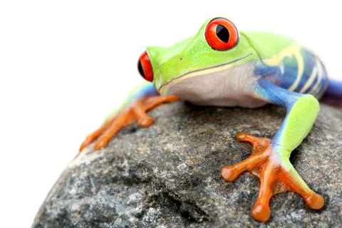 Frog on a rock isolated Foto stock