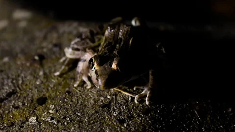 Frog on Rock at Night Video stock 79664957