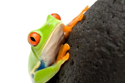 Frog on a rock Stock Photos
