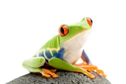 Frog on a rock Foto stock