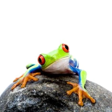 Frog on rock Stock Photos