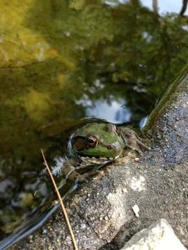 Frog on a Rock Stock Photos