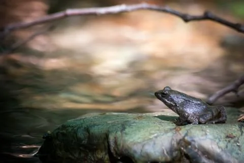 A frog on a rock Stockfoto's
