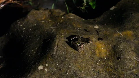 Frog on rock at pond Video stock 79664984