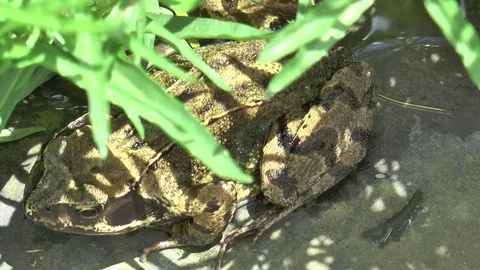 Frog on rock at side pond Stock Footage 76192730