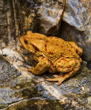 Frog on the rocks Stock Photos