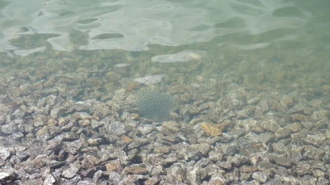 Frog roe in a mountain lake with a stone bottom caviar the frog swims into the Stock Footage 114005306