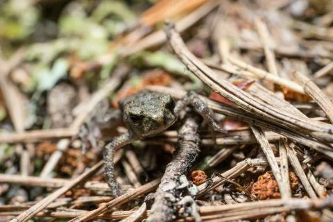 Frog on the sand covered with spruce needles Stock Photos