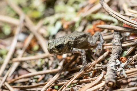 Frog on the sand covered with spruce needles Stock Photos