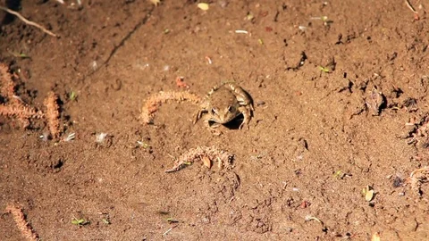 Frog on sand Stock Footage 81453775