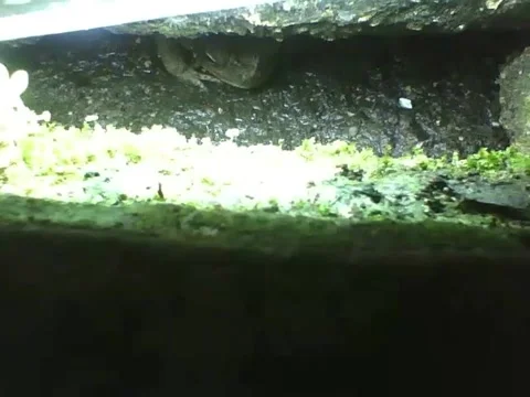 Frog is seen under the culvert cover at night, it doesn't seem to care Stock Footage 159434601