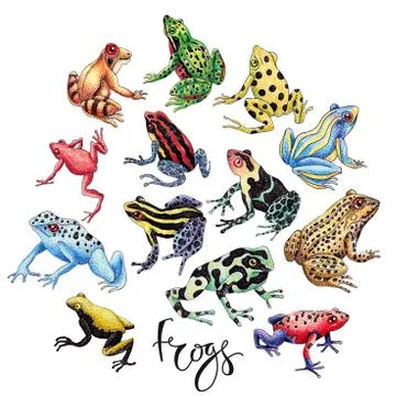 Frog Set Stock Illustration