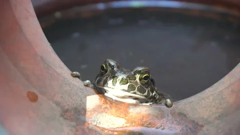 Frog in a sewer 4K Stock Footage 159905856