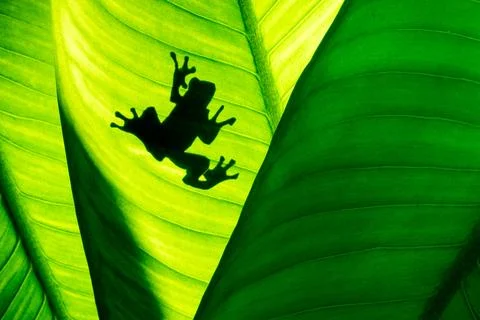 Frog shadow on natural green leaf background, tropical foliage texture. Stock Photos