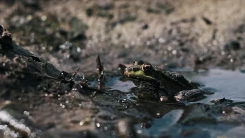 Frog in Shallow Water Stock Footage 303707110