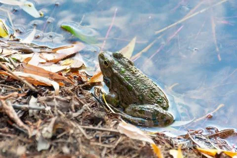 Frog on the shore of the pond Foto stock
