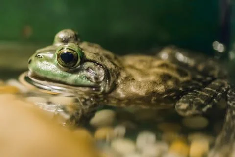 Frog shot close-up. The toad is In the water. Green background. Stock Photos