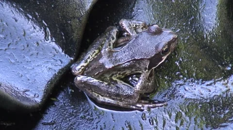 Frog on side of pond 01 Stock Footage 51866252