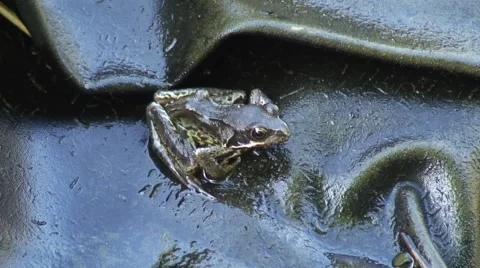 Frog on side of pond 02 Video stock 51866302