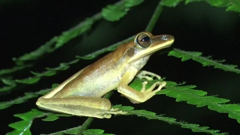Frog sit on green leaf in the amazon rainforest breathing heavily portrait Stock Footage 99524559