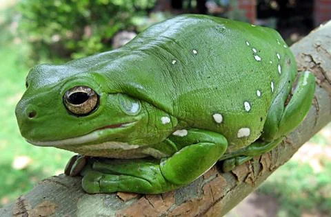 Frog sit in the tree Stock Photos