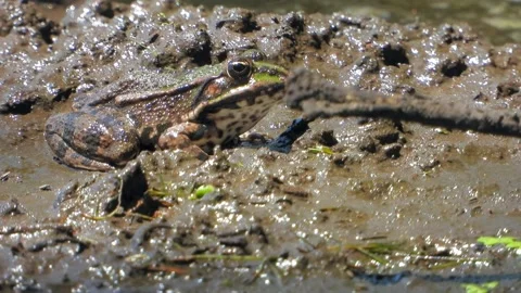 Frog sits among ants flies in swamp - Wildlife Organic and Amphibians Composing Stock Footage 339794015