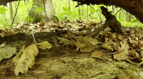 Frog sits among fallen leaves near the fallen tree and fresh leaves Stock Footage 37536081