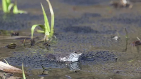 A frog sits among the laid eggs Stock Footage 306372849