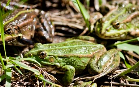 Frog sits and basks in the sun Stock Photos