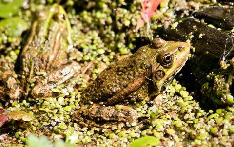 Frog sits and basks in the sun Stock Photos