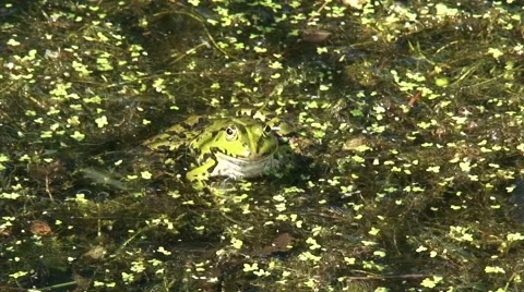 Frog sits on aquatic plants on the water surface in ditch - on camera Stock Footage 44498261
