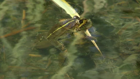 The frog sits Stock Footage 90608732
