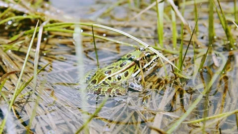 Frog sits on grass in the shallow water. 4k60p Stock Footage 132221455