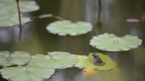 Frog sits on a green leaf of water lily or lotus in a pond 库存影片 33314564