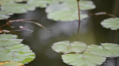 Frog sits on a green leaf of water lily or lotus in a pond 库存影片 33314613