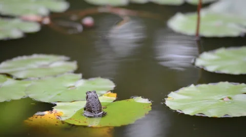 Frog sits on a green leaf of water lily or lotus in a pond 库存影片 33314658