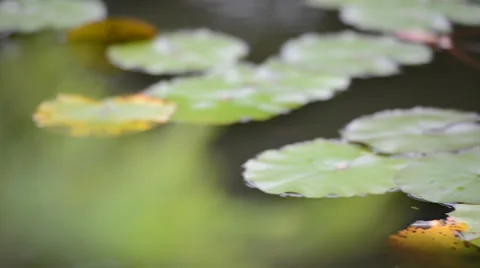 Frog sits on a green leaf of water lily or lotus in a pond 库存影片 33314694